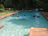 Sampson and Delilah Swimming 002